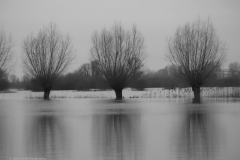 wilg#(20240106)b bomen