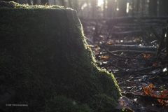 bomen#(20210109)c bomen