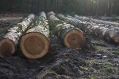 hout#(20210109)a bomen