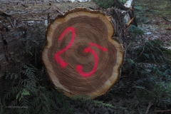 bomen#(20210109)b bomen