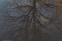 bomen#(20220109) bomen