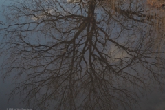 bomen#(20220109) bomen