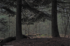 bomen#(20220114)a bomen