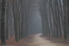 beuk#(20220114)b bomen