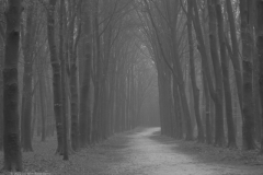 beuk#(20220114)bzw bomen