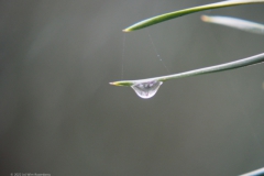 druppels#(20220114)aa bomen