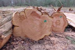 bomen#(20210116) bomen
