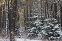 bomen#(20240116) bomen