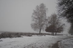 bomen#(20210117) bomen