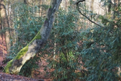 bomen#(20230117)a bomen