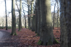 beuk#(20230117)b bomen