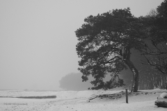 grove den#(20210117) bomen