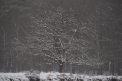 bomen#(20210117)a bomen