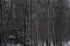 berk#(20210117) bomen