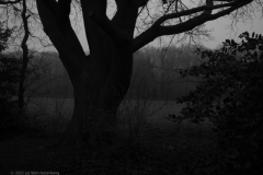 eik#(20250121)zw bomen