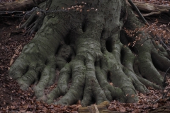 beuk#(20230122) bomen