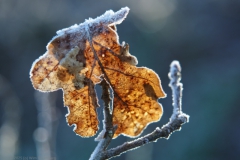 blad#(20250202) bomen
