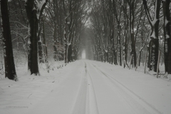 bomen#(20210207)a bomen