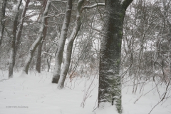bomen#(20210207)c bomen