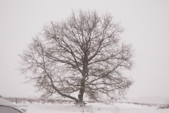 bomen#(20210207)b bomen