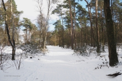 bomen#(20210209)a bomen