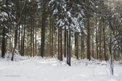 bomen#(20210209)e bomen