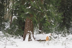 conifeer#(20210209)c bomen