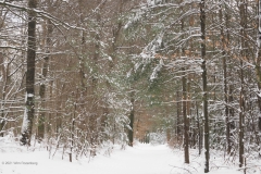 bomen#(20210209)b bomen