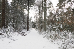 bomen#(20210209)d bomen