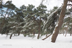 bomen#(20210209)f bomen