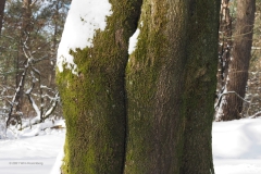 bomen#(20210210)a bomen
