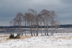 berk#(20210210)b bomen