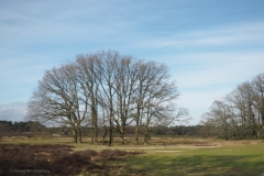 bomen#(20240213) bomen