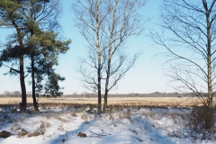 berk#(20210213) bomen