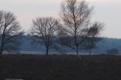 bomen#(20230215) bomen