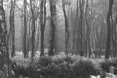 bomen#(20170215)bzw bomen