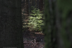 fijnspar#(20250216)b bomen