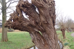 wilg#(20240217) bomen