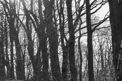 eik#(20220223)a bomen