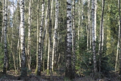 berk#(20220223)b bomen