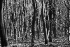 beuk#(20220228)c zw bomen