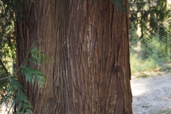 conifeer#(20220228)a bomen