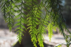 conifeer#(20220228)b bomen