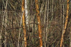 berk#(20200303) bomen