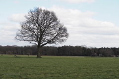 zomereik#(20210306) bomen