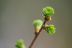 larix#(20240310)a bomen
