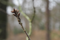 eik#(20240310)c bomen