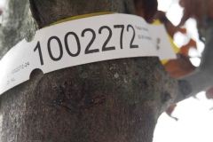 beuk#(20240310)d bomen
