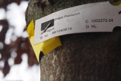 beuk#(20240310)da bomen