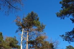 grove den#(202503147)a bomen